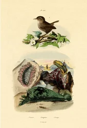 Babosa de mar
